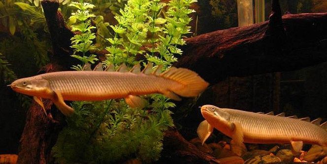 bichir senegalus