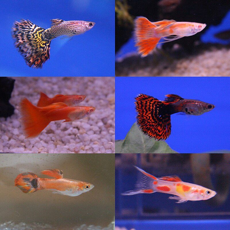 Mixed Fancy Guppies