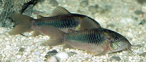 Green Corydora (Corydoras aeneus)