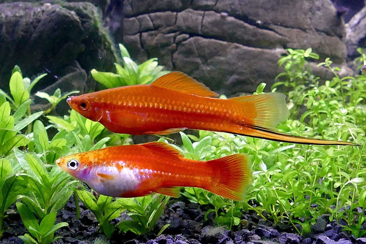 Mixed Swordtail