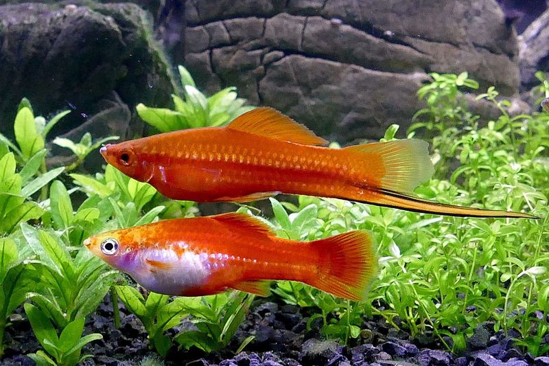 Mixed Swordtail