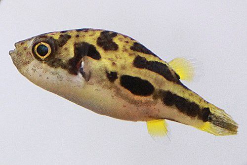 Pea Puffer(Carinotetraodon travancoricus)