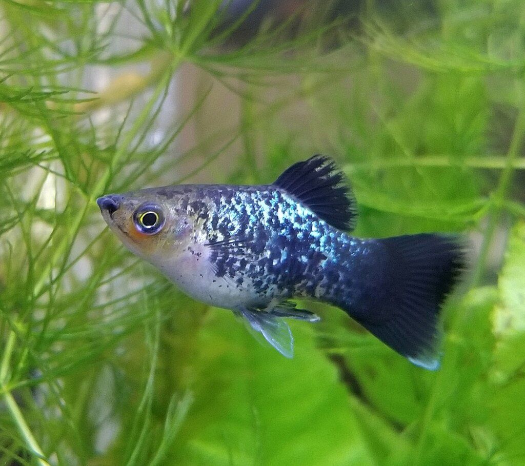 Mixed Platies  (Xiphophorus maculatus)