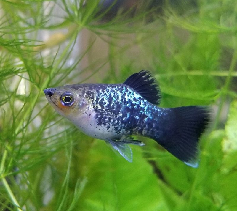 Mixed Platies  (Xiphophorus maculatus)
