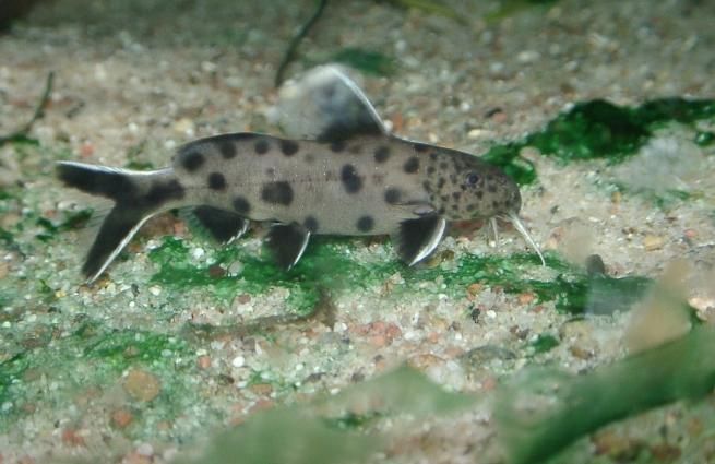 Syndontis Petricola
