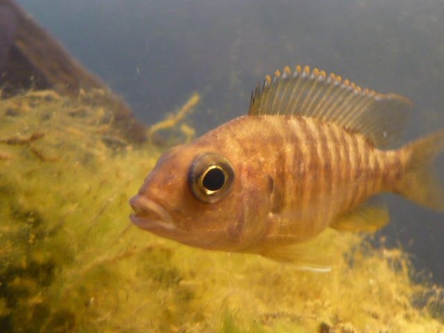 Mixed Peacock Cichlids ML