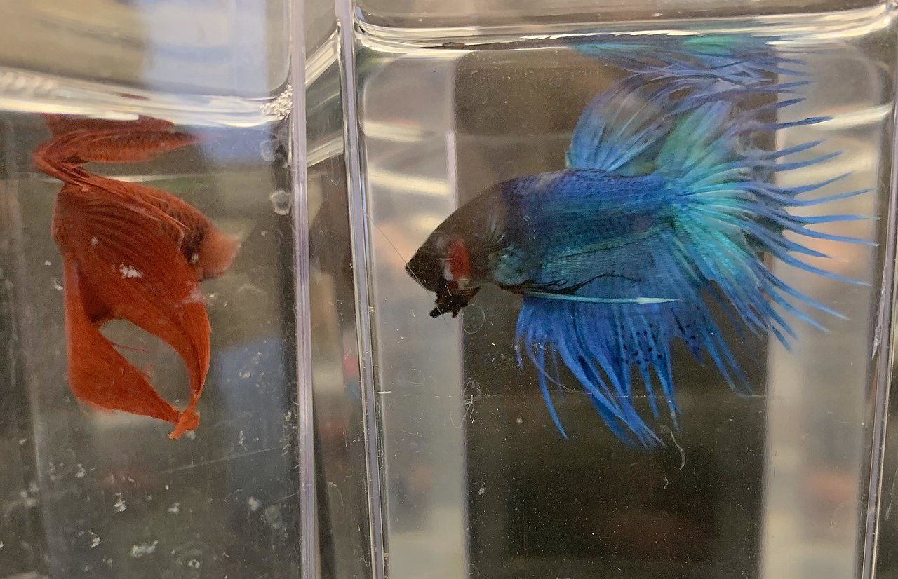 Standard Bettas