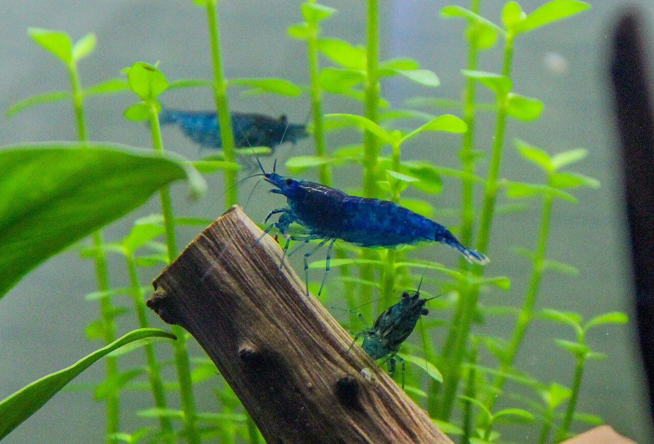 Mixed Neocaridina Shrimp