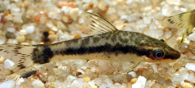 Otocinclus