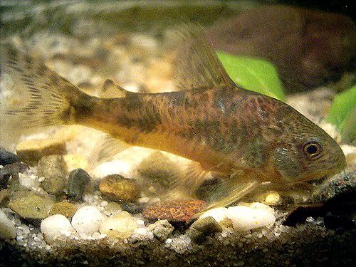 Corydora: Paleatus