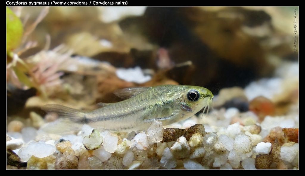 Corydoras:Pygmaeus