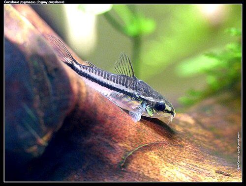 Corydora:Pygmy:Blackline