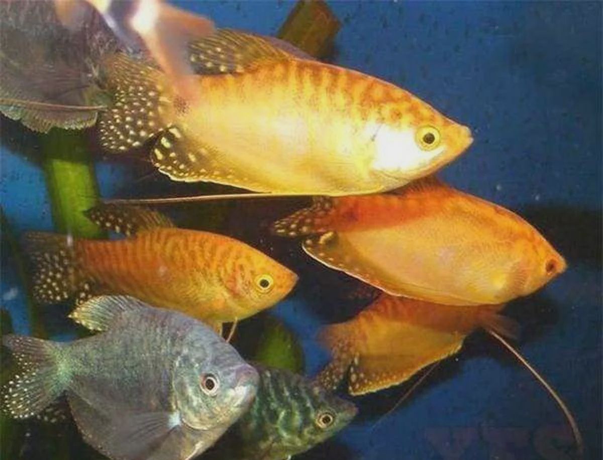 Mixed Gourami L