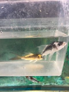 Panda Butterfly Koi *Malaysian*
