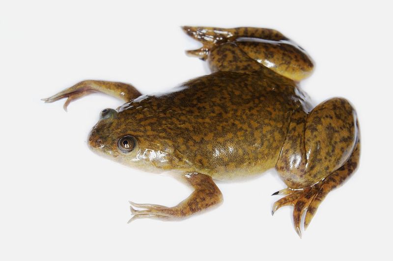 African Clawed Frogs