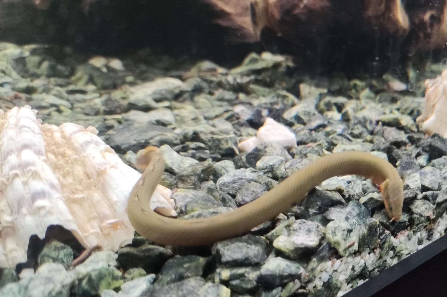 Rope Fish