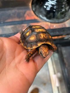 Cherry Head Brazilian Tortoise