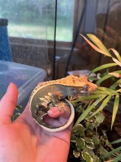 Crested Gecko 1