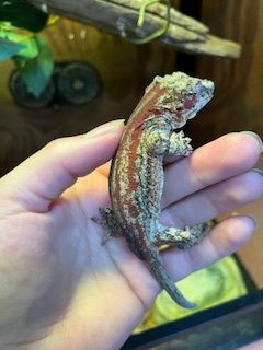 Gargoyle Gecko