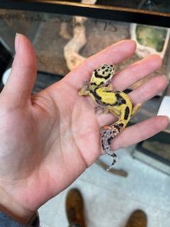 Leopard Gecko &quot;Jungle&quot;