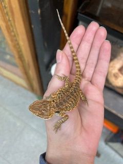 Bearded Dragon