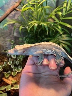 Crested Gecko 2