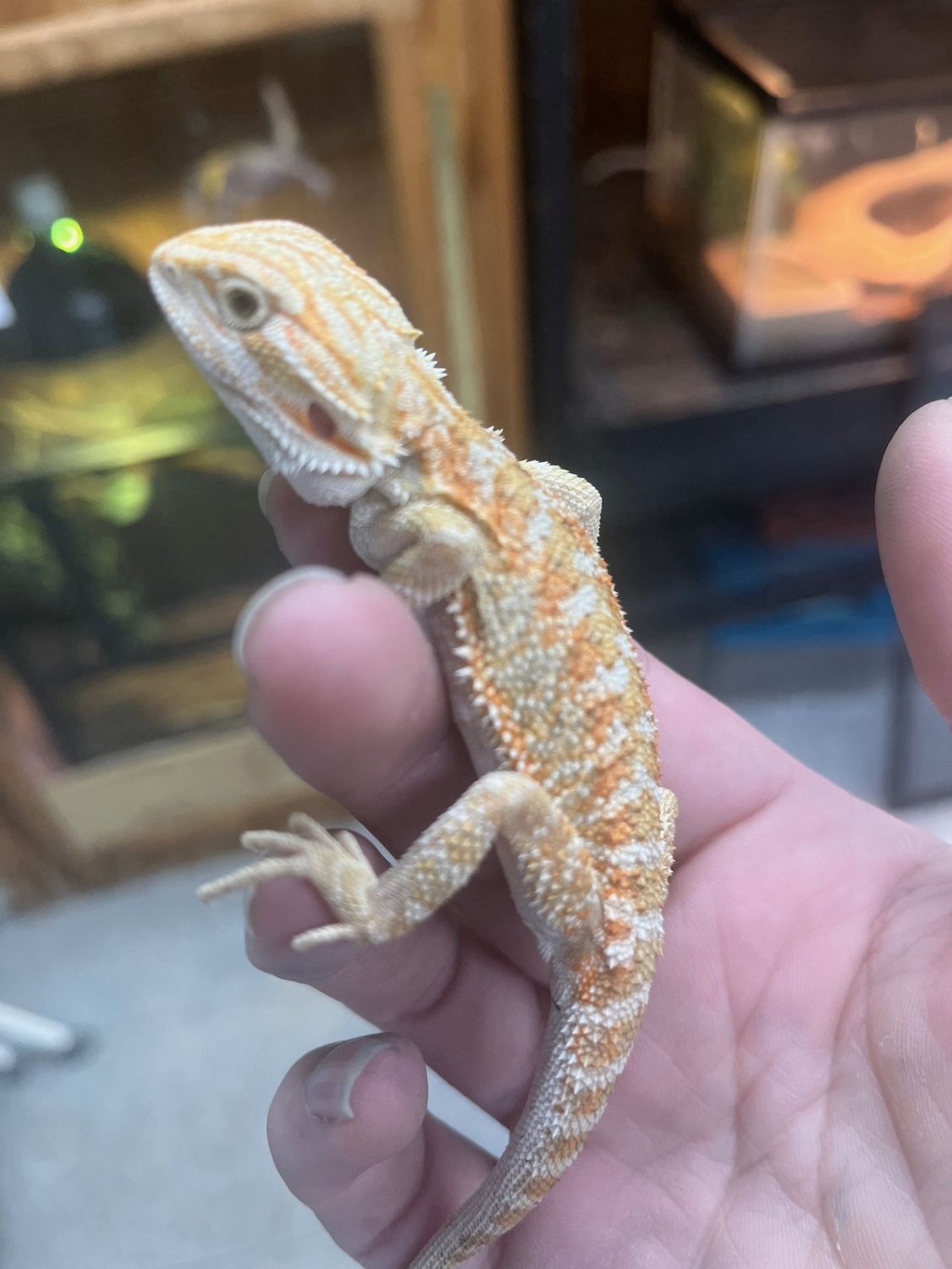 Fancy Bearded Dragon - Hypo