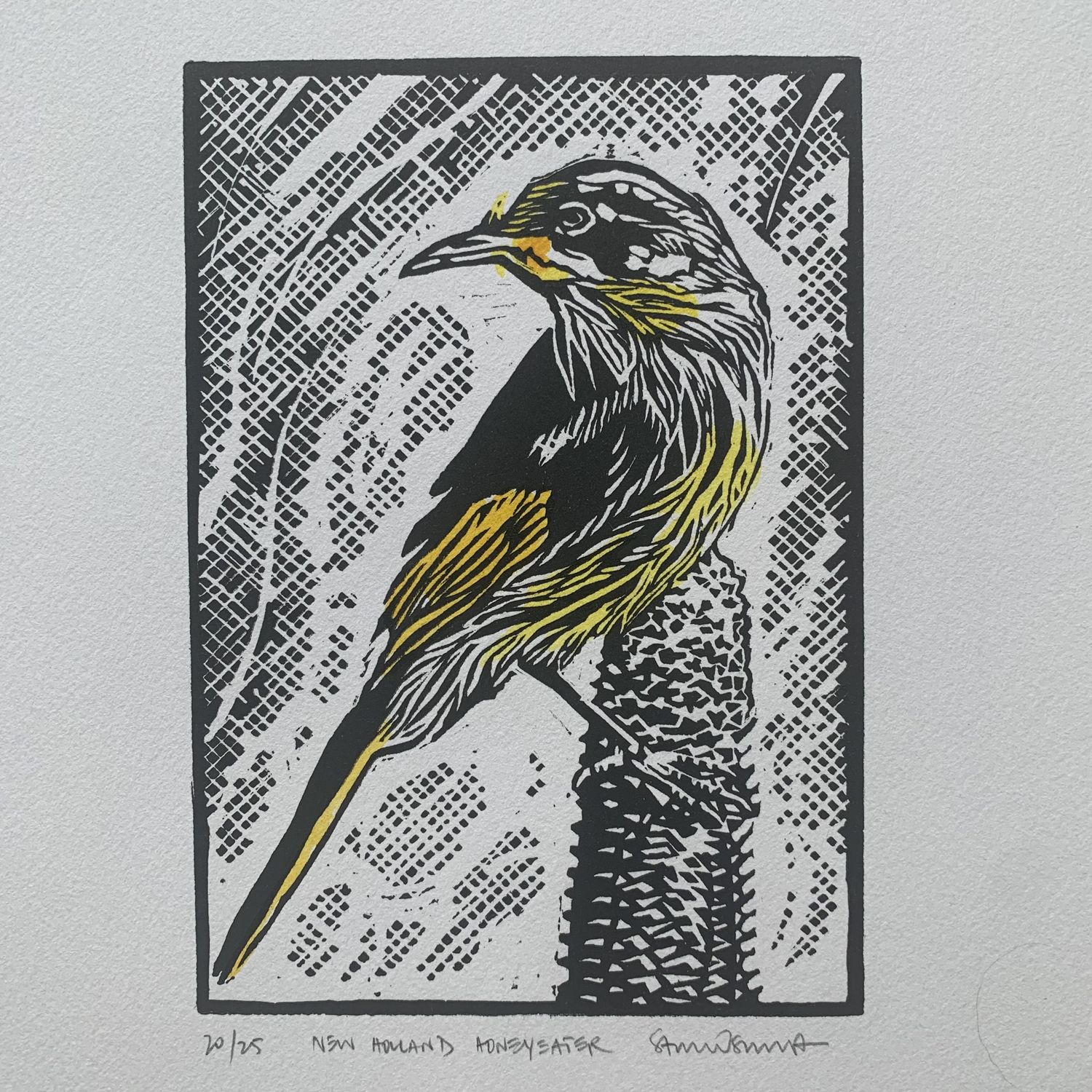 New Holland Honeyeater