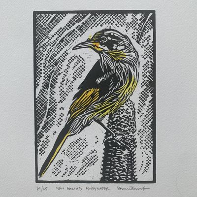 New Holland Honeyeater