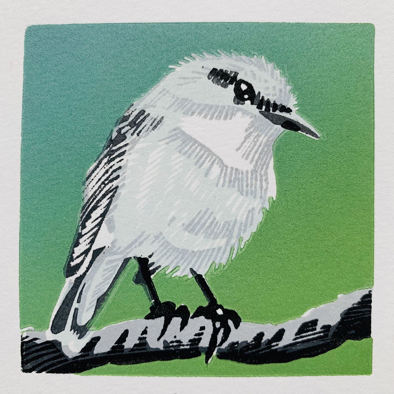 White Breasted Robin