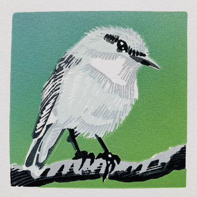 White Breasted Robin