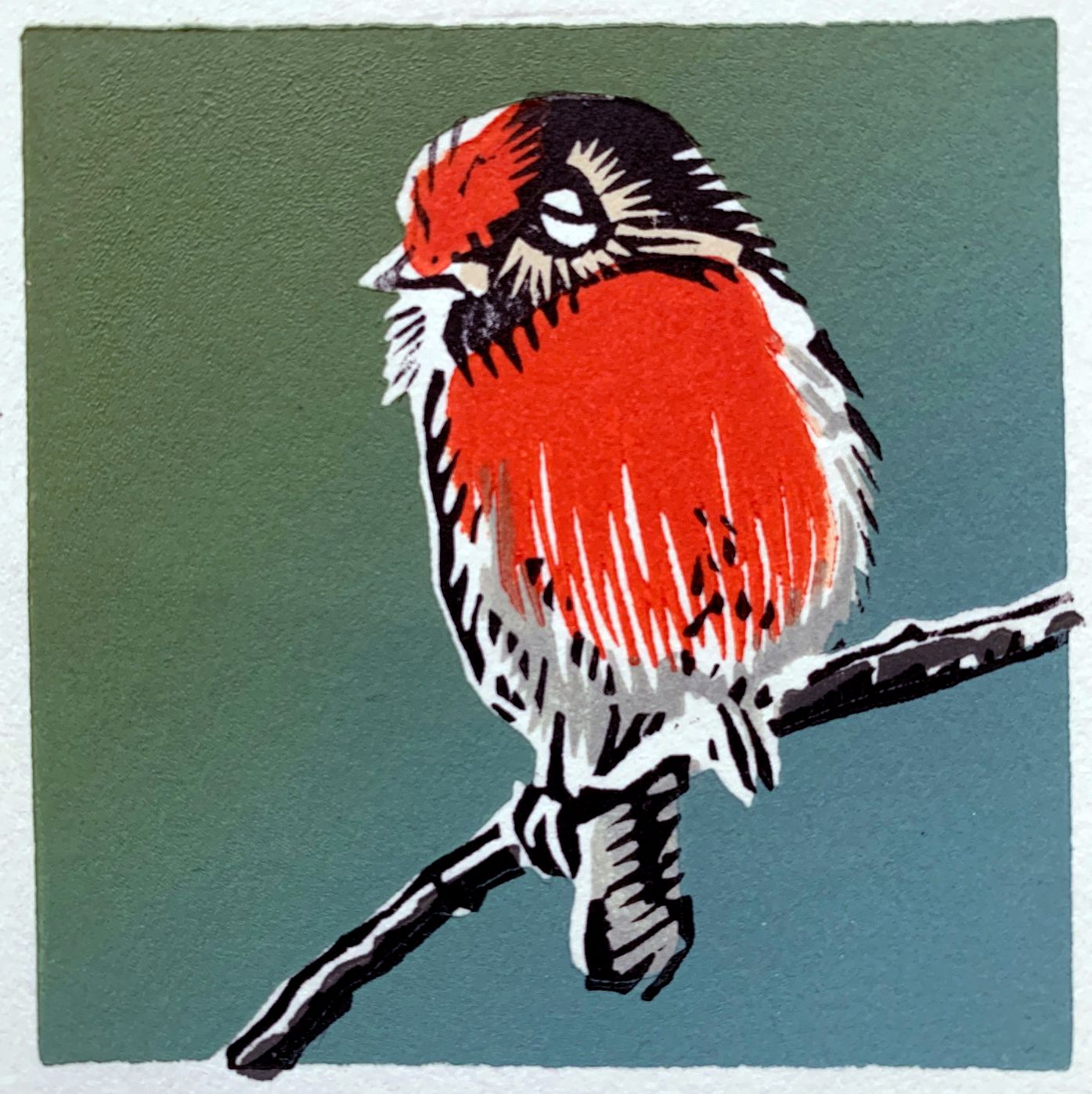 Red-Capped Robin