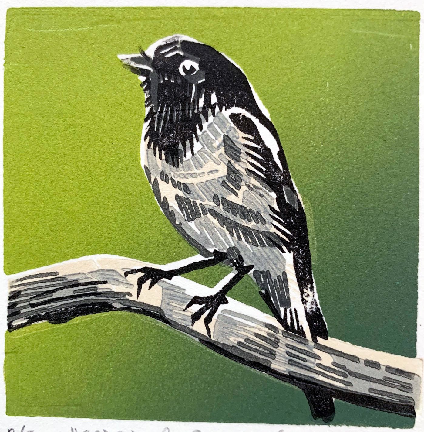 Hooded Robin