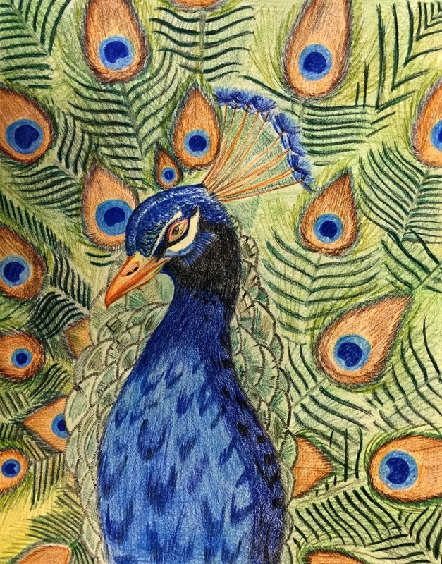 Beautiful Male