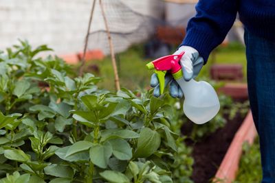 INSECTICIDAS