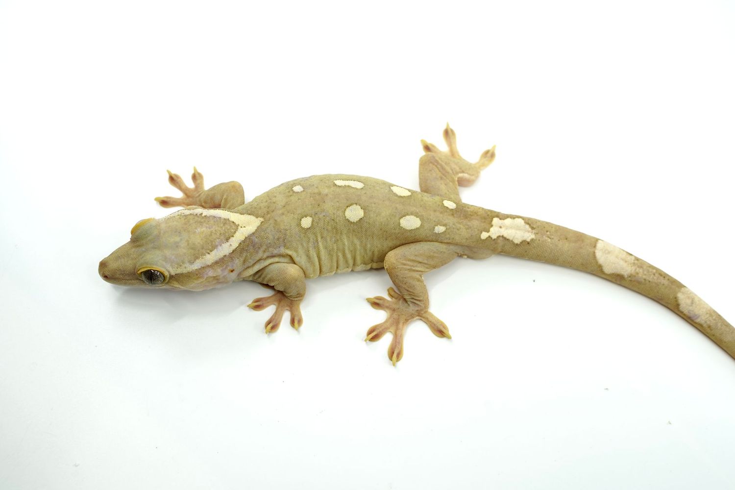 RTB Male Sarasinorum Gecko