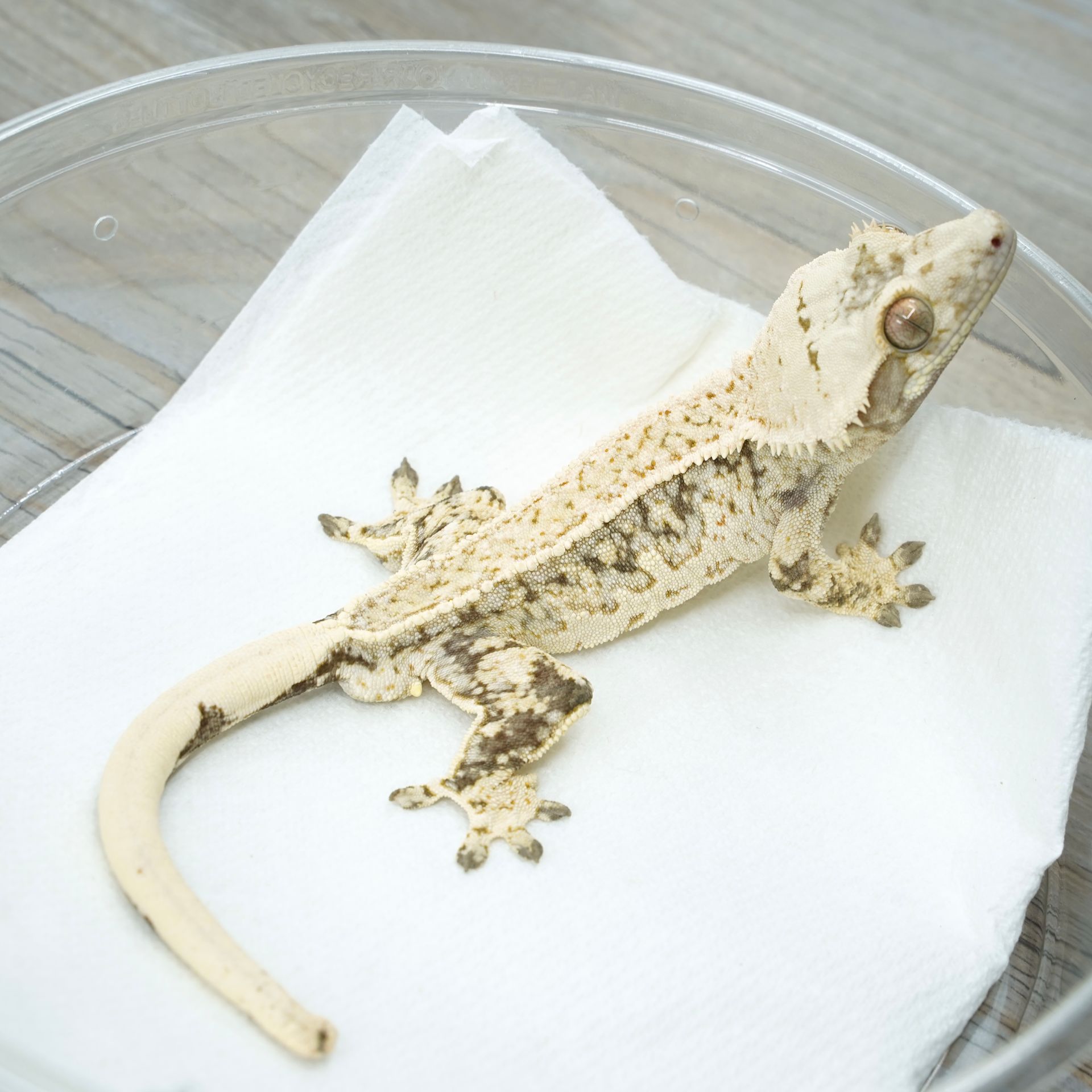 Ghost x Frost Collab 1