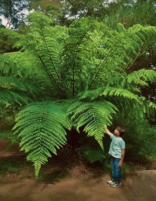✦ Diamond  Leaf Tree Fern  (Lophosoria Quadripinnata) ✦