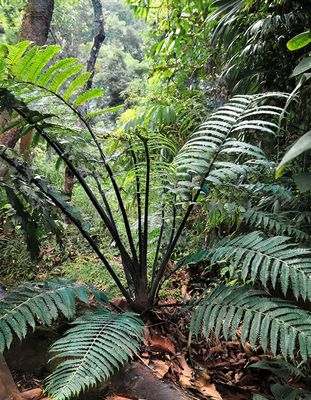 ✦ Birdwing  Tree Fern (Cyathea B.) ✦