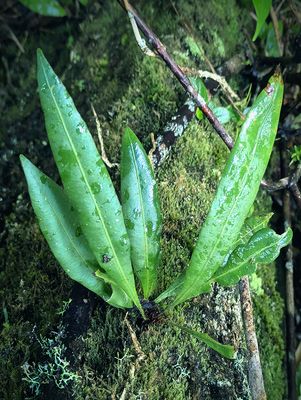 ✦ Deer Tongue Air Plant Fern (Elaphoglossum) ✦