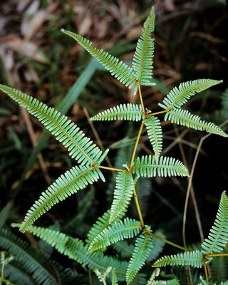 ✦ x3 Forked Ferns  (Dicranopteris Linearis )✦