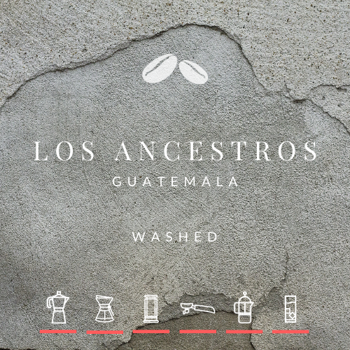 NEW! Guatemala Los Ancestros Washed NEW! Guatemala Los Ancestros Washed
