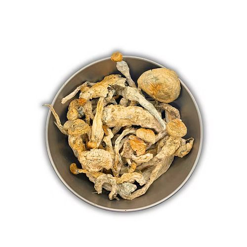 Thrasher | Psilocybin | Mystik Woods