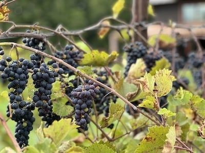 What if wines from the Northeast started to be exceptional?