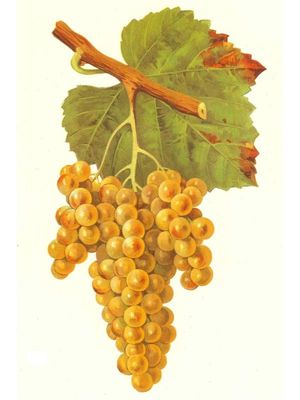 Analemma Petit Manseng 2021, Mosier Hills, Columbia Gorge, OR