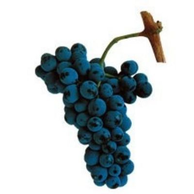 Touriga Nacional The Noble Soul of the Portuguese Vineyard, Planted in California