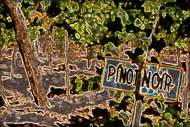 Vol. 42 - &quot;Pinot Noir&quot;
