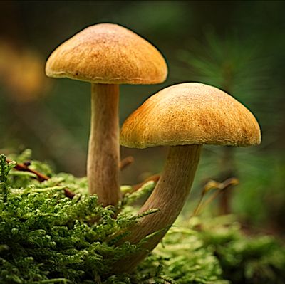 ​The Aromatic  Molecules of Mushrooms