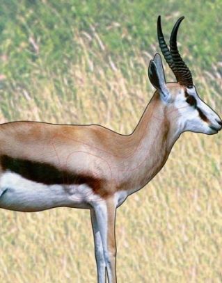 CYTAC TARGET ANIMAL 1000X700 A0 SPRINGBOK