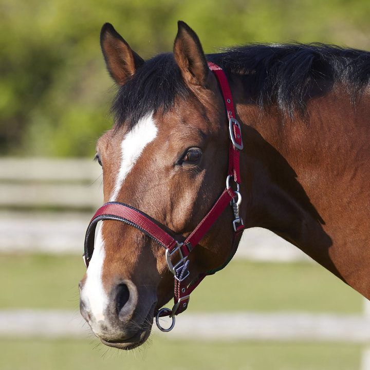 Bitz Padded Headcollar